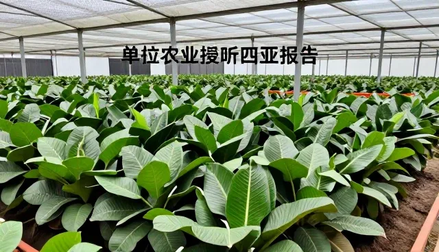 项目咨询选型关注点及使用建议